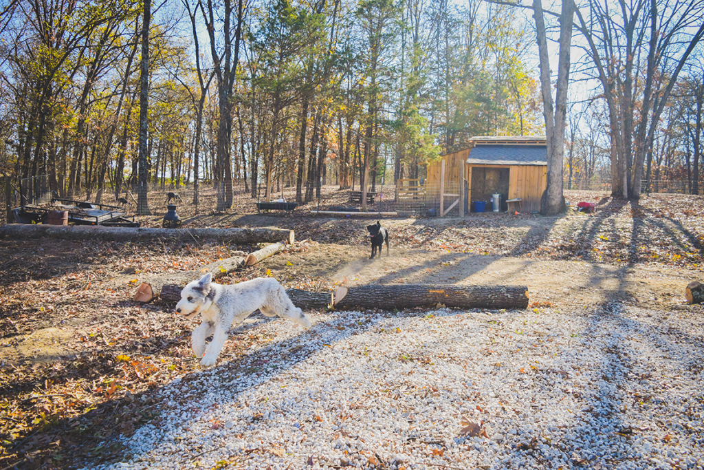 K9 Kamp Dog Training – Missouri