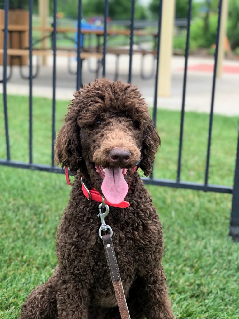 K9 Kamp Dog Training – Missouri