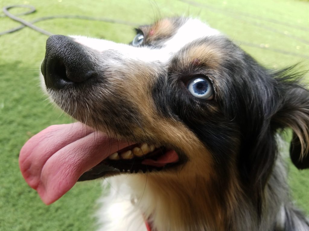 K9 Kamp Dog Training – Missouri