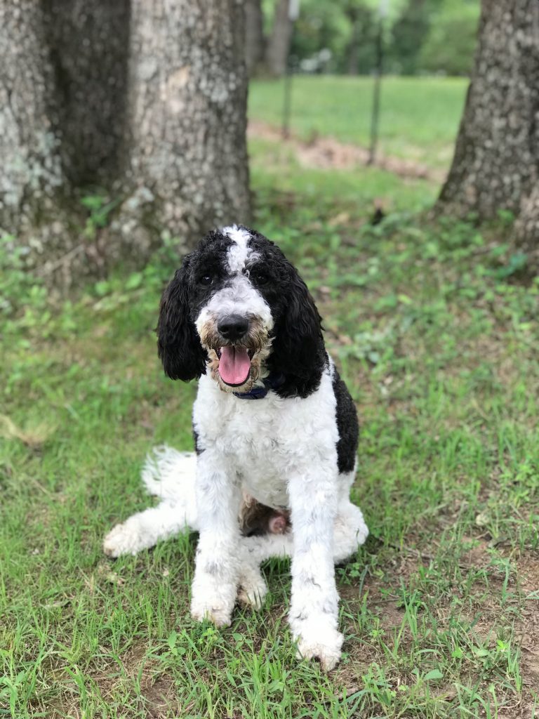 K9 Kamp Dog Training – Missouri