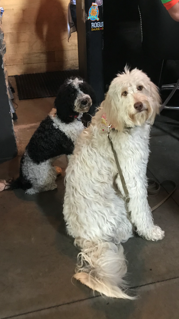 K9 Kamp Dog Training – Missouri