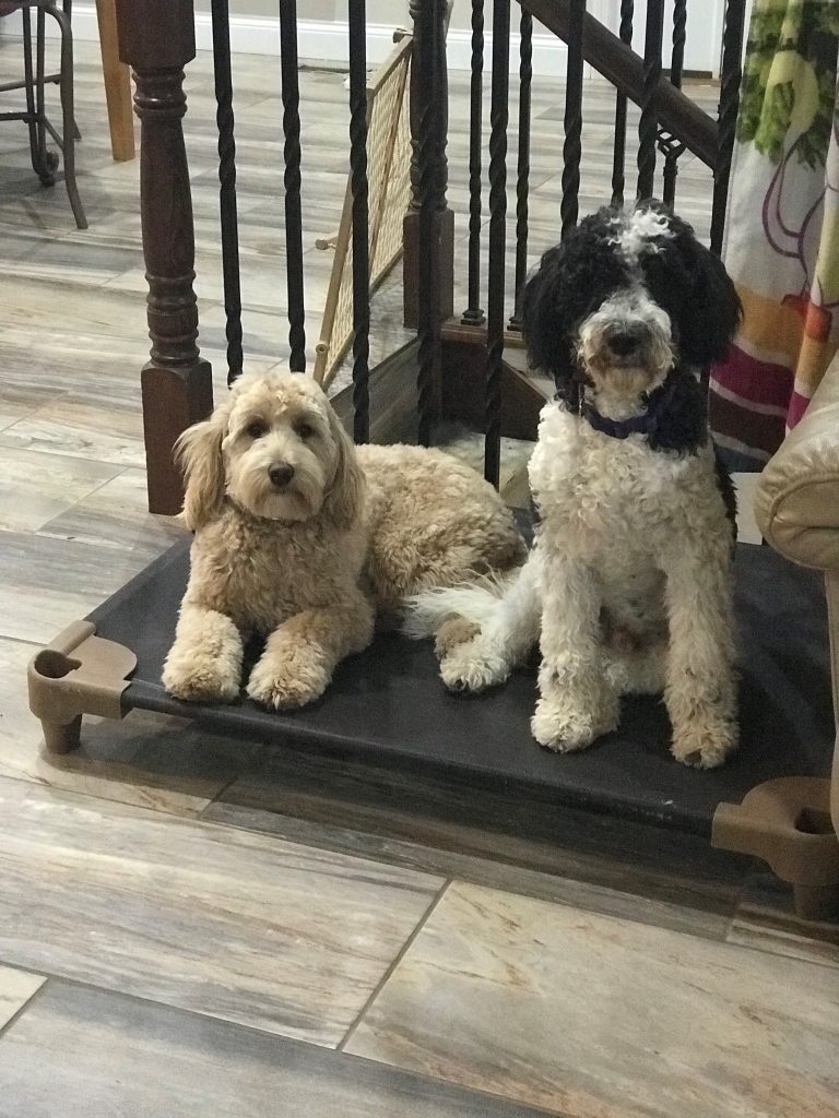 K9 Kamp Dog Training – Missouri