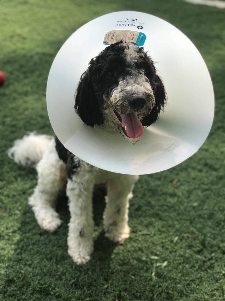 K9 Kamp Dog Training – Missouri