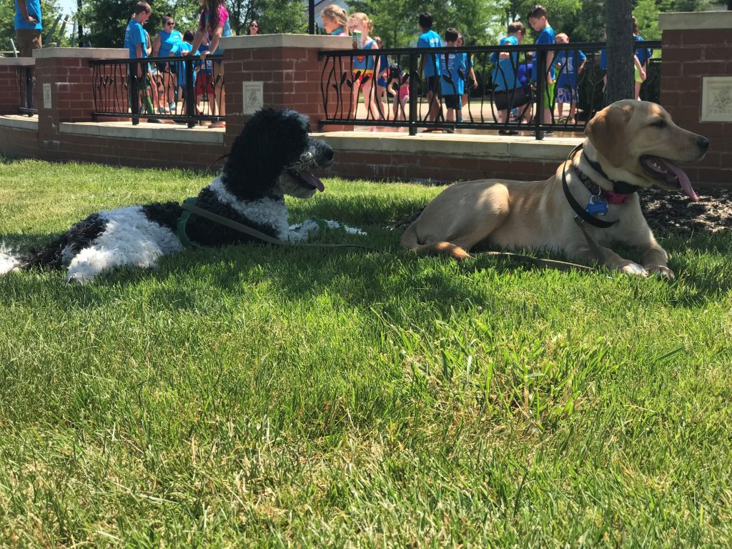 K9 Kamp Dog Training – Missouri