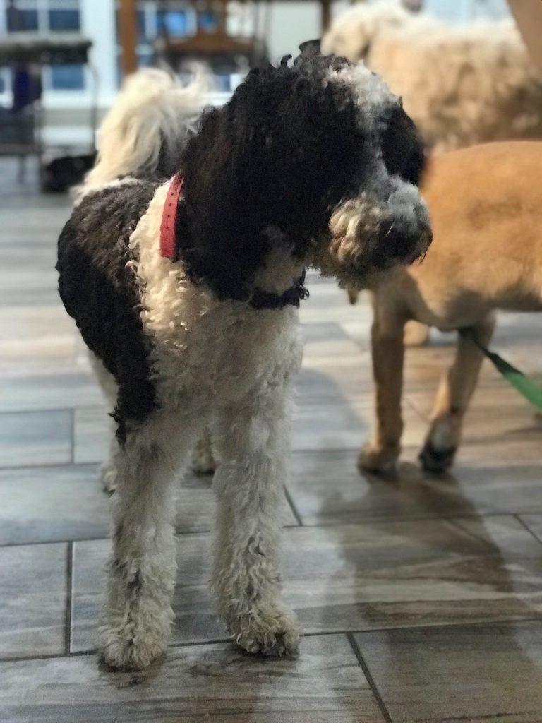 K9 Kamp Dog Training – Missouri