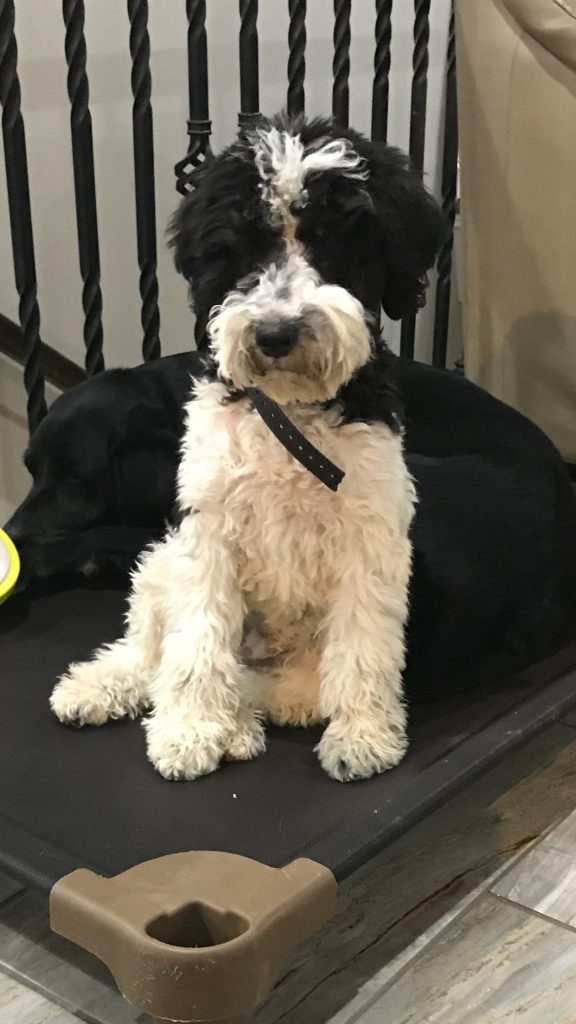 K9 Kamp Dog Training – Missouri