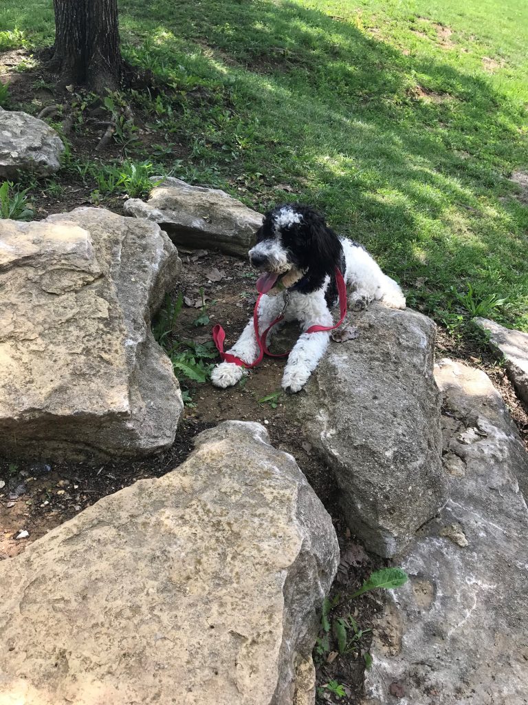 K9 Kamp Dog Training – Missouri