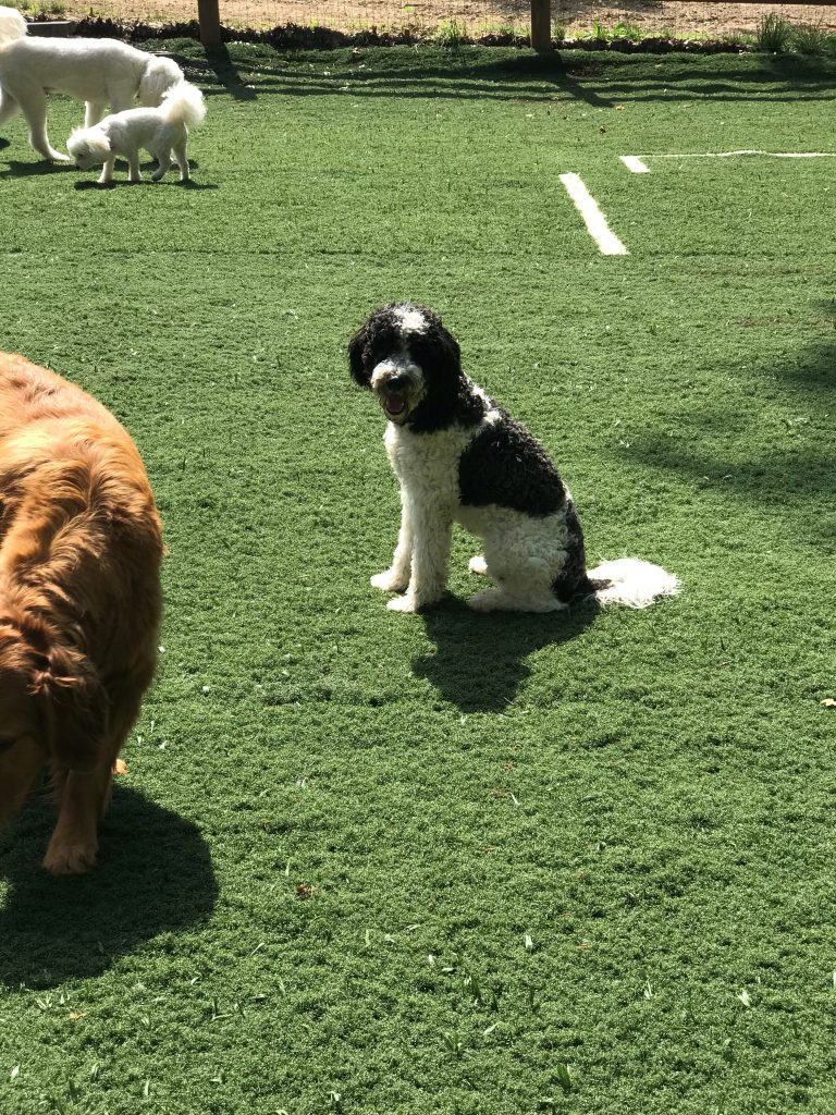 K9 Kamp Dog Training – Missouri