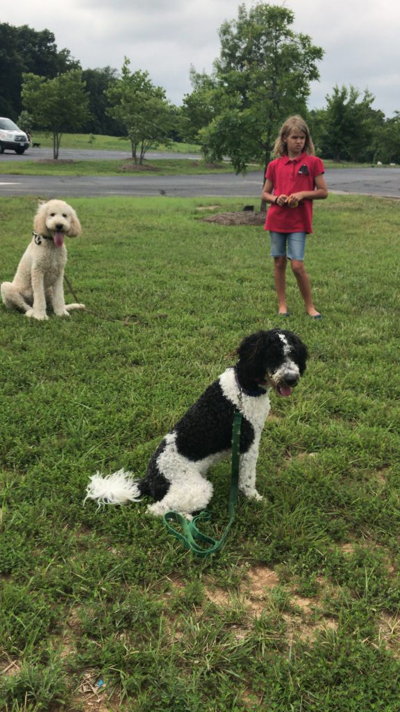 K9 Kamp Dog Training – Missouri