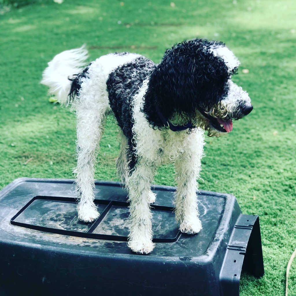 K9 Kamp Dog Training – Missouri