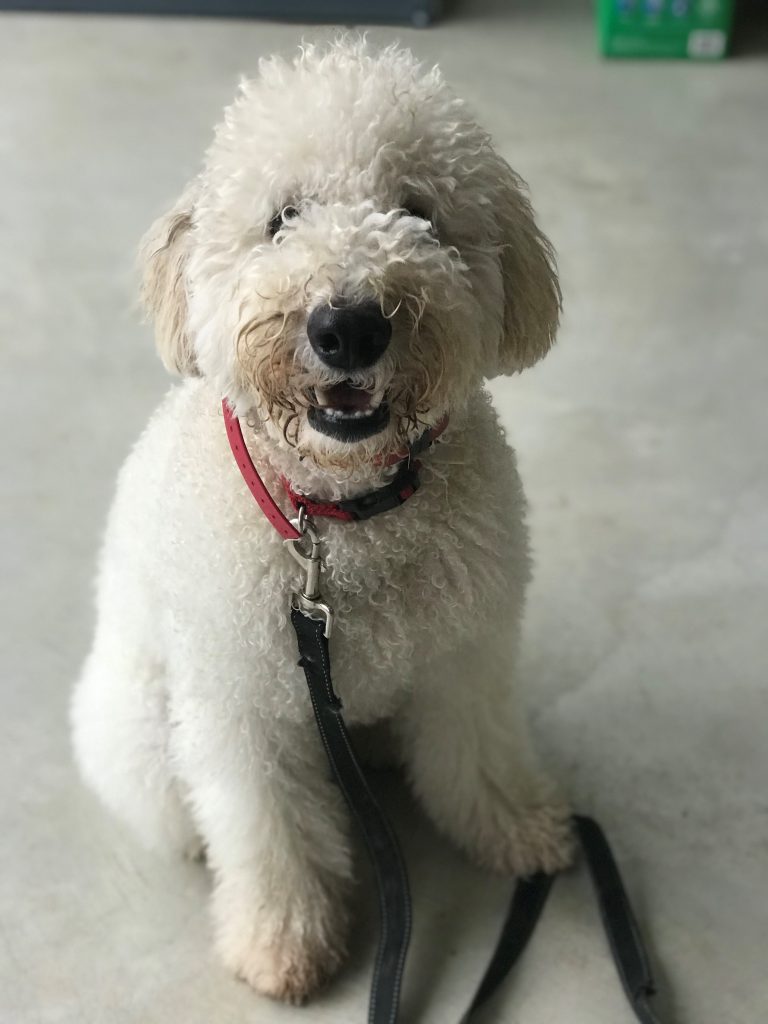 K9 Kamp Dog Training – Missouri