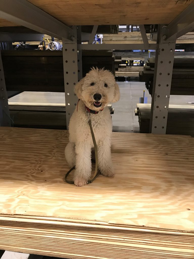 K9 Kamp Dog Training – Missouri