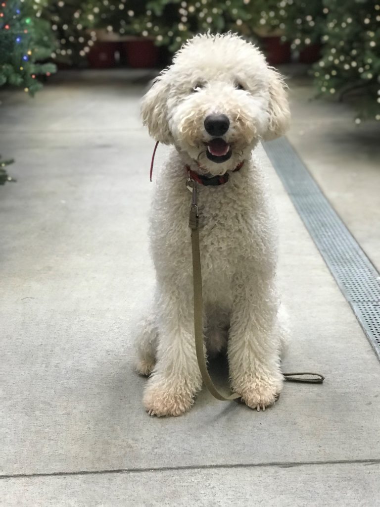 K9 Kamp Dog Training – Missouri