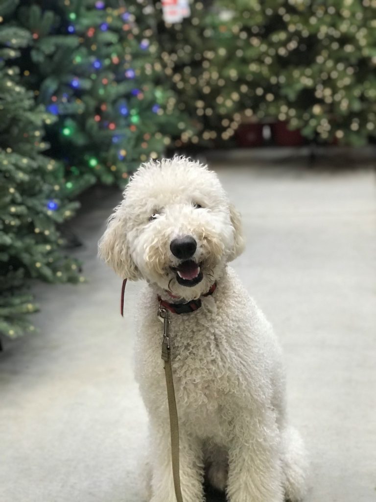 K9 Kamp Dog Training – Missouri