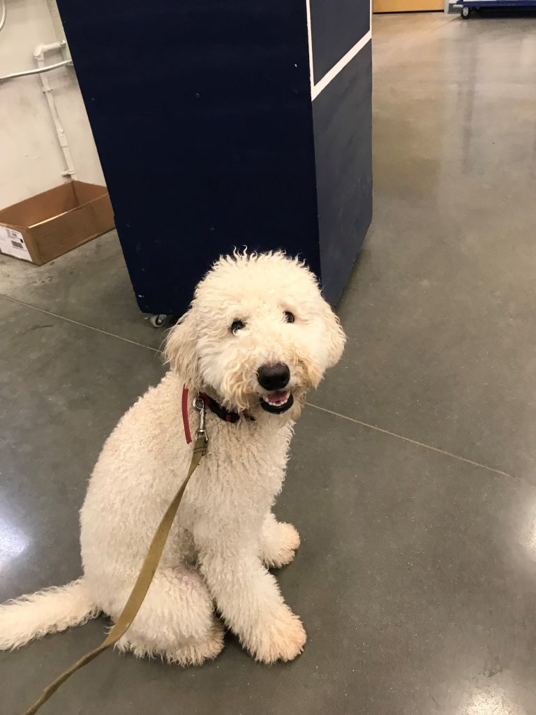 K9 Kamp Dog Training – Missouri