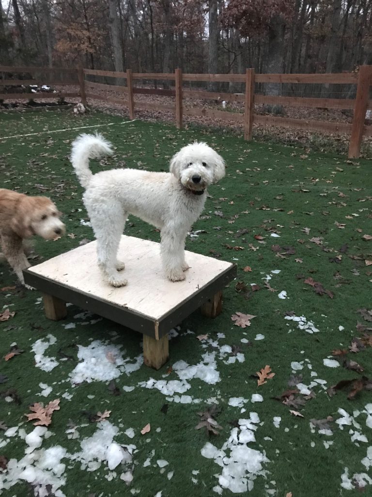 K9 Kamp Dog Training – Missouri