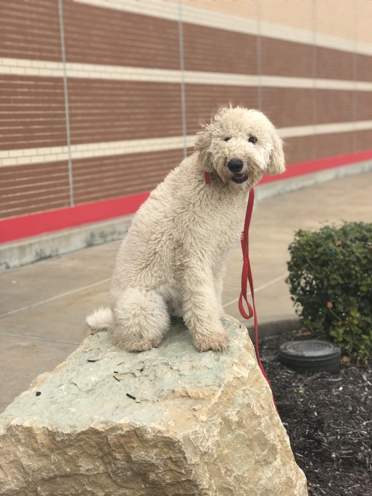 K9 Kamp Dog Training – Missouri