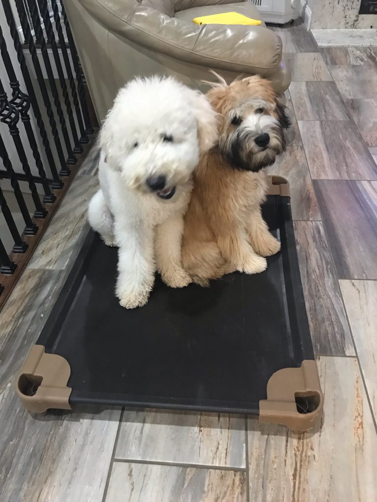 K9 Kamp Dog Training – Missouri