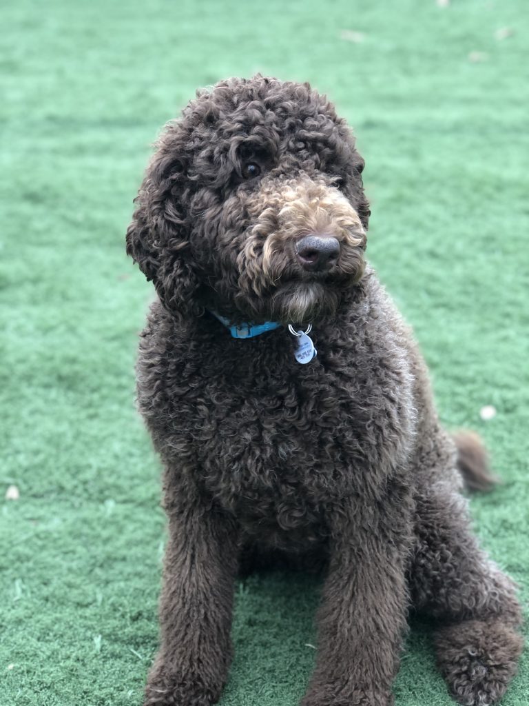 K9 Kamp Dog Training – Missouri