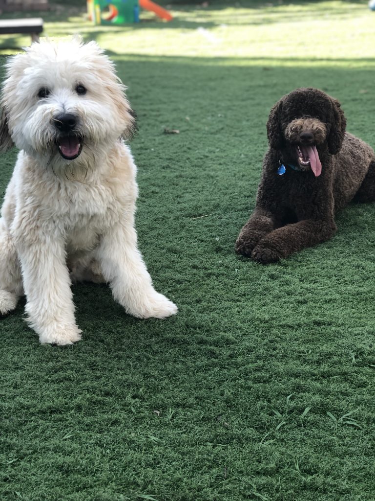K9 Kamp Dog Training – Missouri