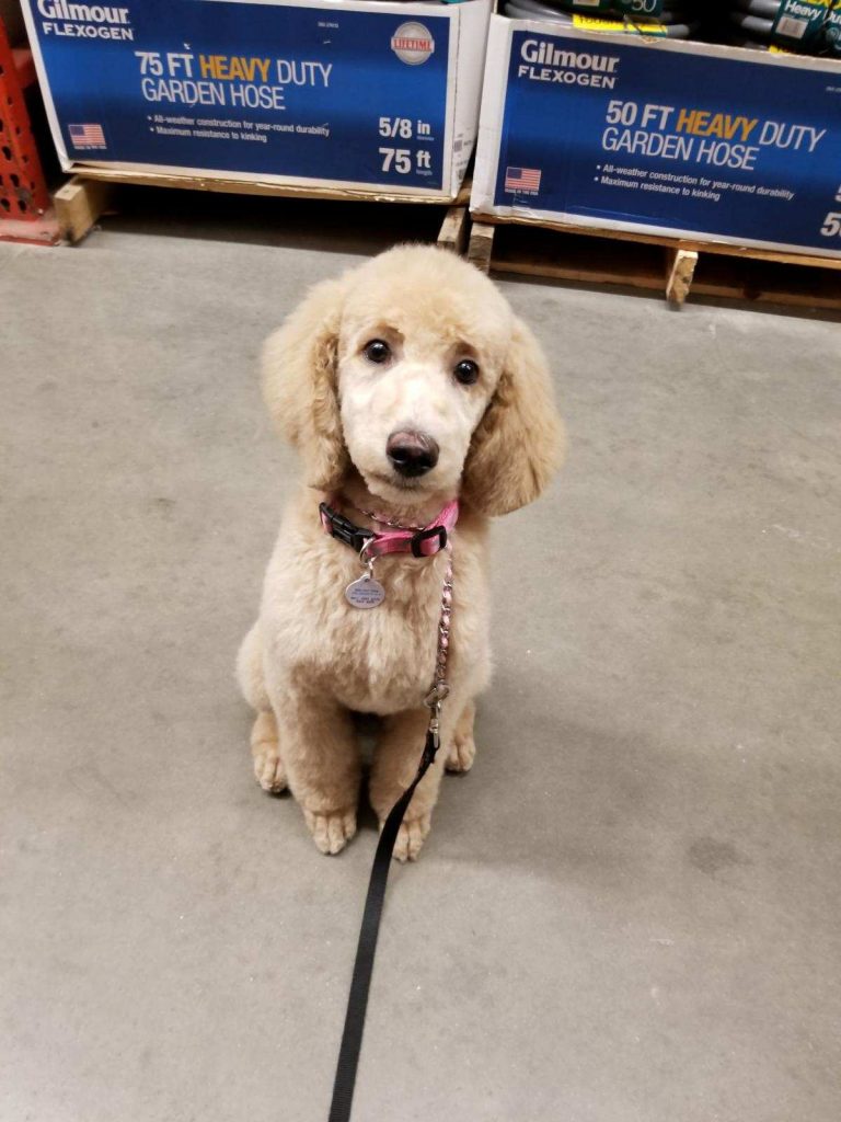 K9 Kamp Dog Training – Missouri