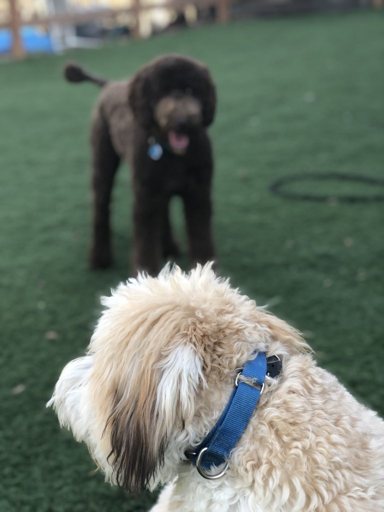 K9 Kamp Dog Training – Missouri