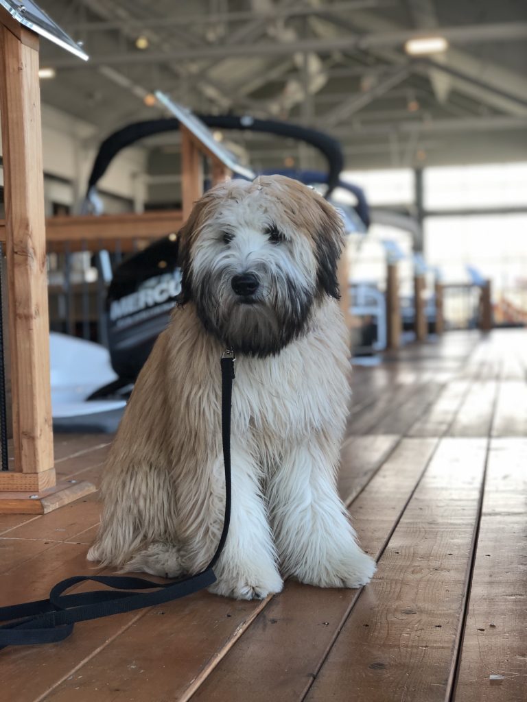 K9 Kamp Dog Training – Missouri