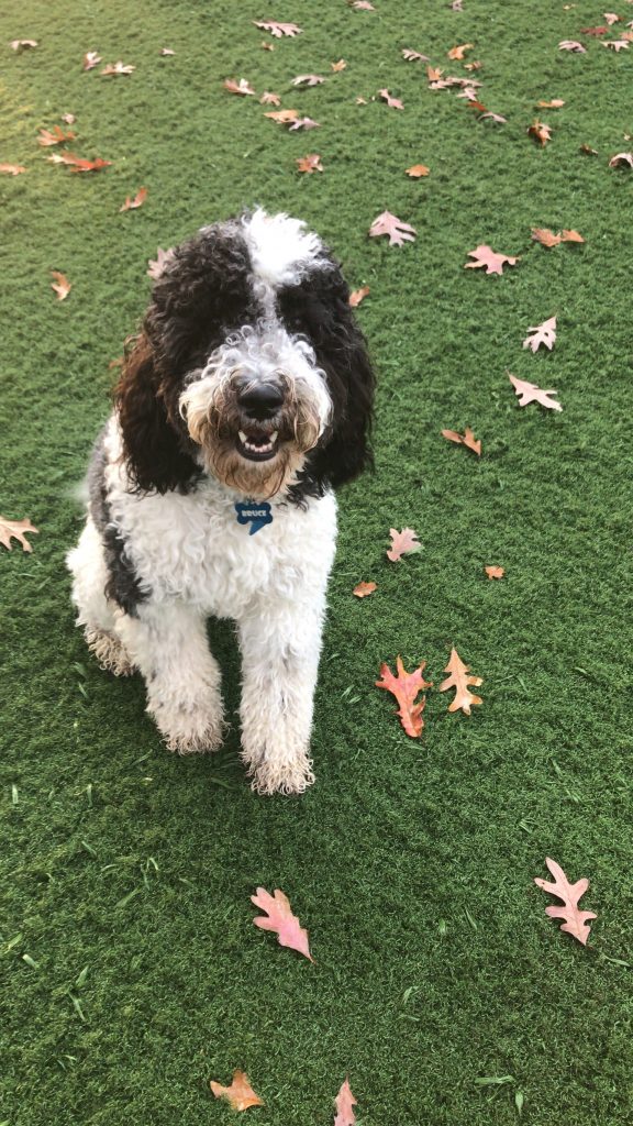 K9 Kamp Dog Training – Missouri