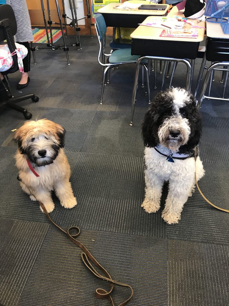 K9 Kamp Dog Training – Missouri