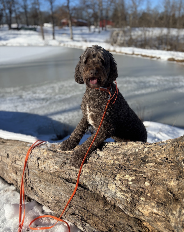 Dogs and Trauma: The Importance of Leadership and Structure