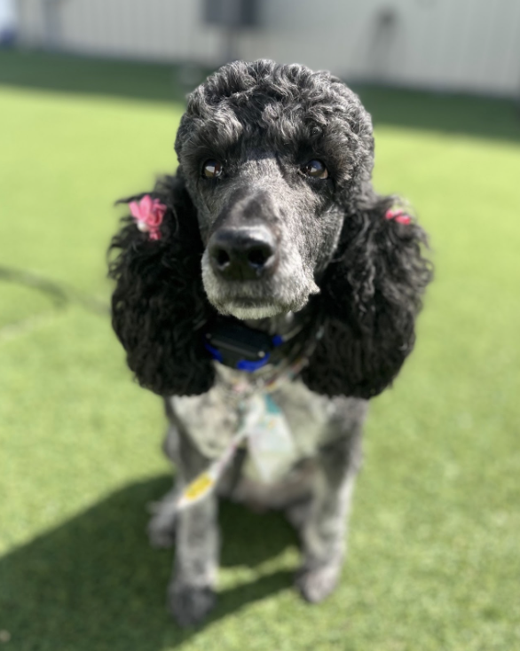 Go Easy on Your Dog Groomer: Here's Why