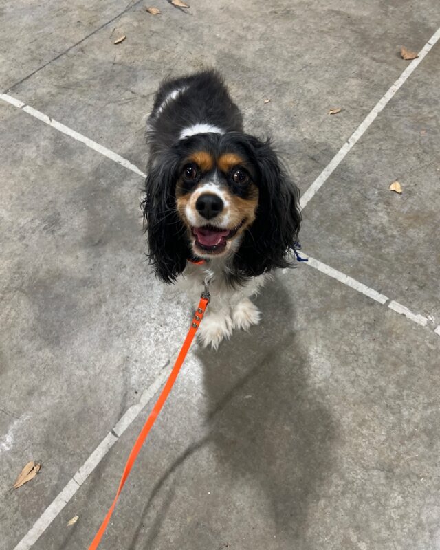 Why Your Dog Needs to Know You’re in Control