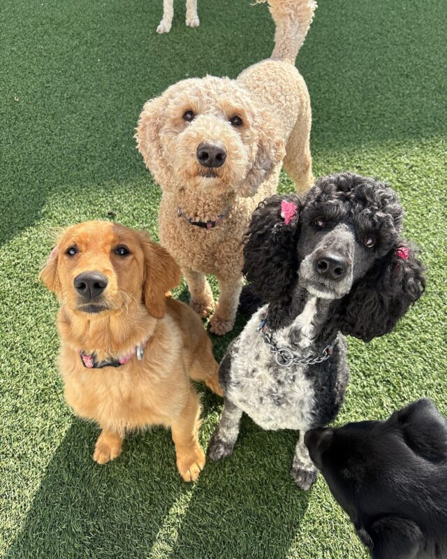 Measuring Progress, Not Perfection: A Top Tip for Dog Training