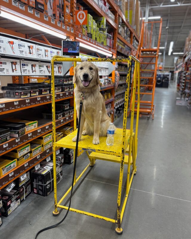 Avoid Taking Your Puppy to Pet Stores: Here’s Why
