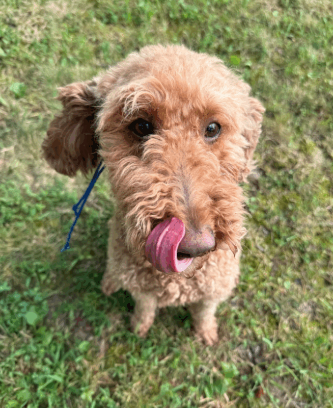 Why Scheduled Feeding is Better Than Free Feeding for Your Dog