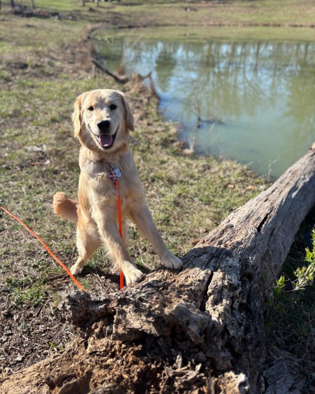 Understanding the Impact of Early Neutering on Your Dog