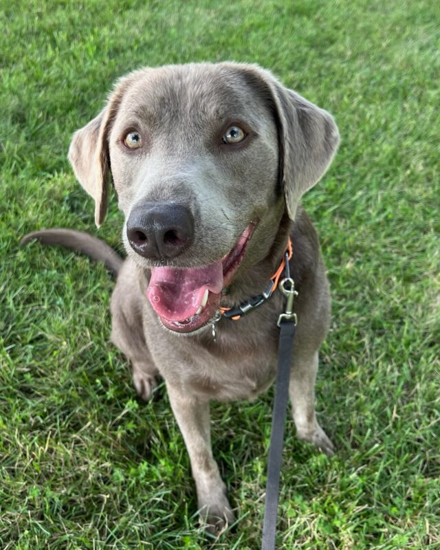 The Secret to Dog Training Success: People Skills