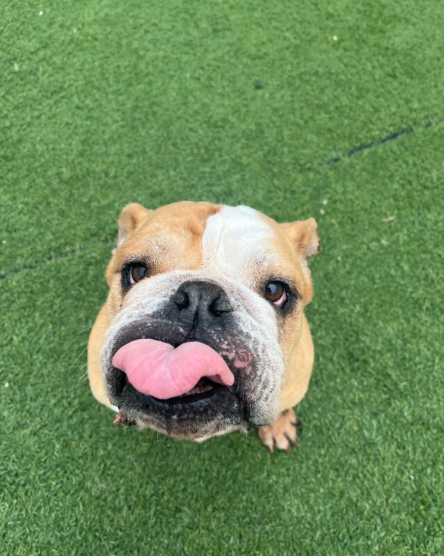 Understanding Your Dog’s Gross (But Normal) Behaviors