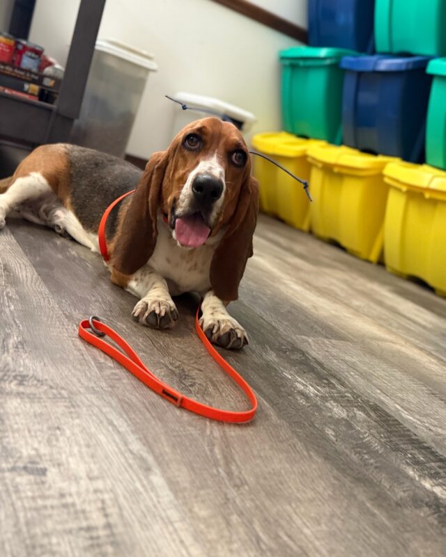 4 Ways Owners Accidentally Undo Their Dog’s Training