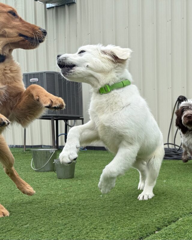 The Hidden Costs of Skipping Puppy Socialization